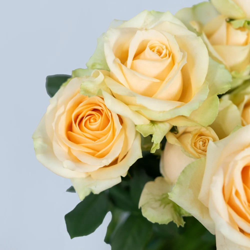 China Wholesale Long Stem Natural Bulk Fresh Cut Flowers Roses for Wedding Decoration