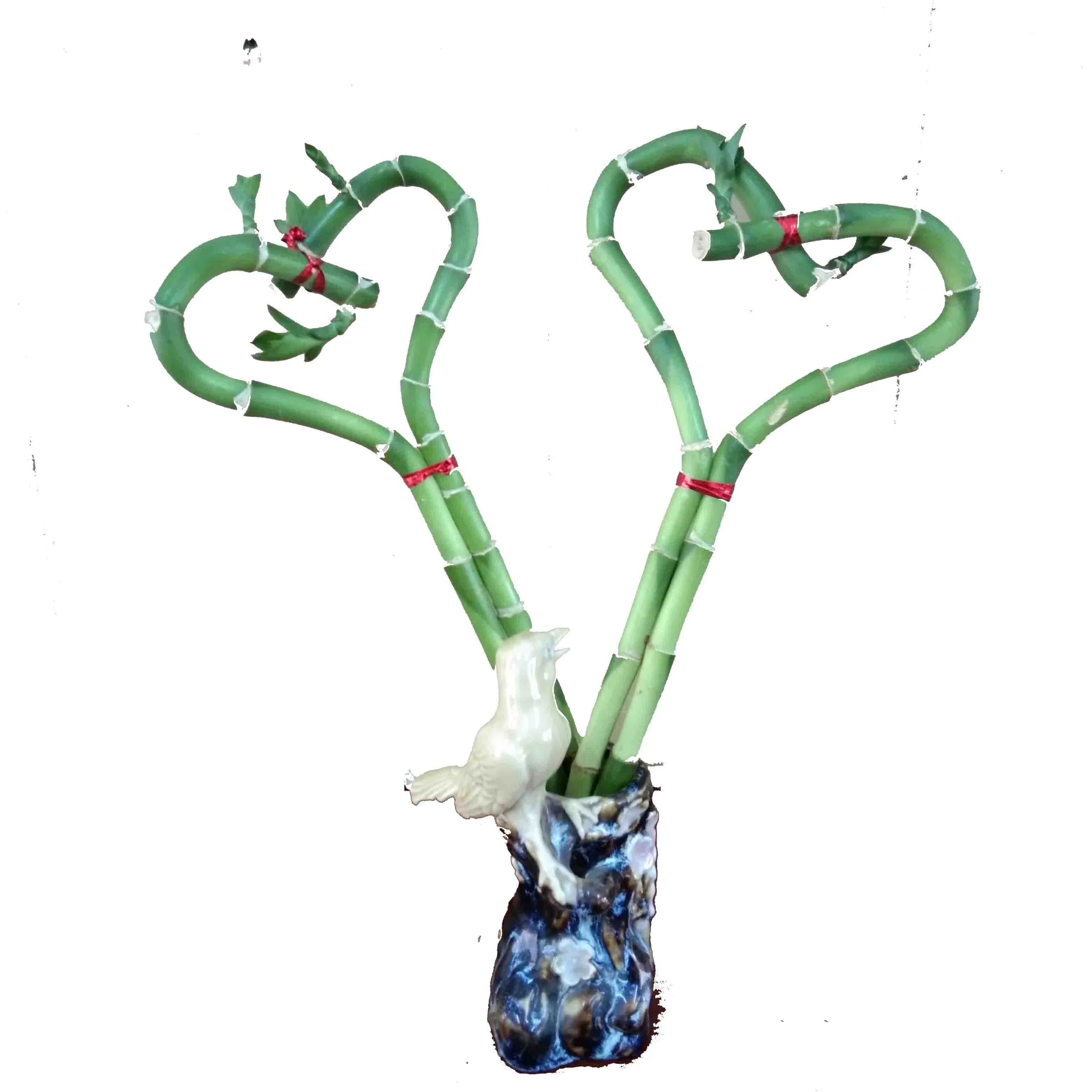 
Green heart shape lucky bamboo dracaena sanderiana with good quality Zhanjiang 