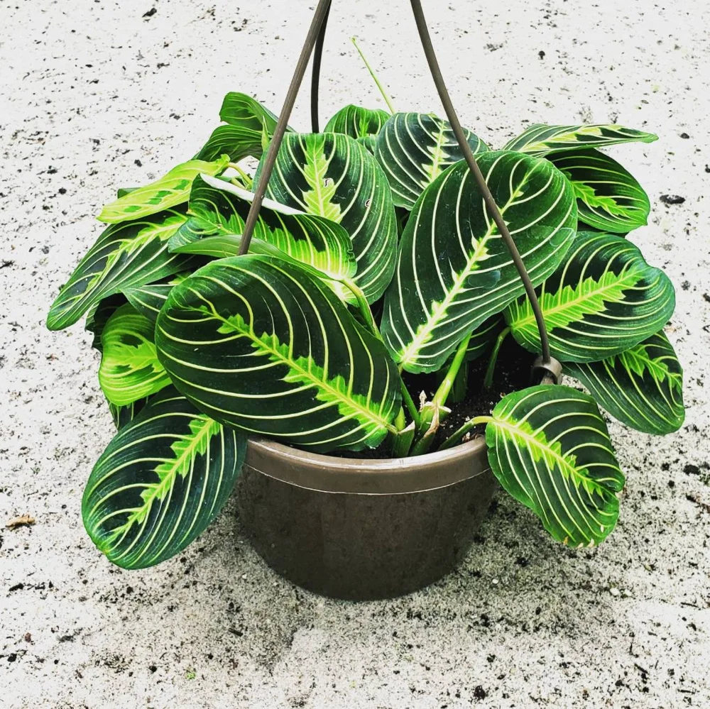 
 Молитвенное растение Maranta, лимонный лайм, калатея, Маранта, leuconeura var Massange calathea растения  
