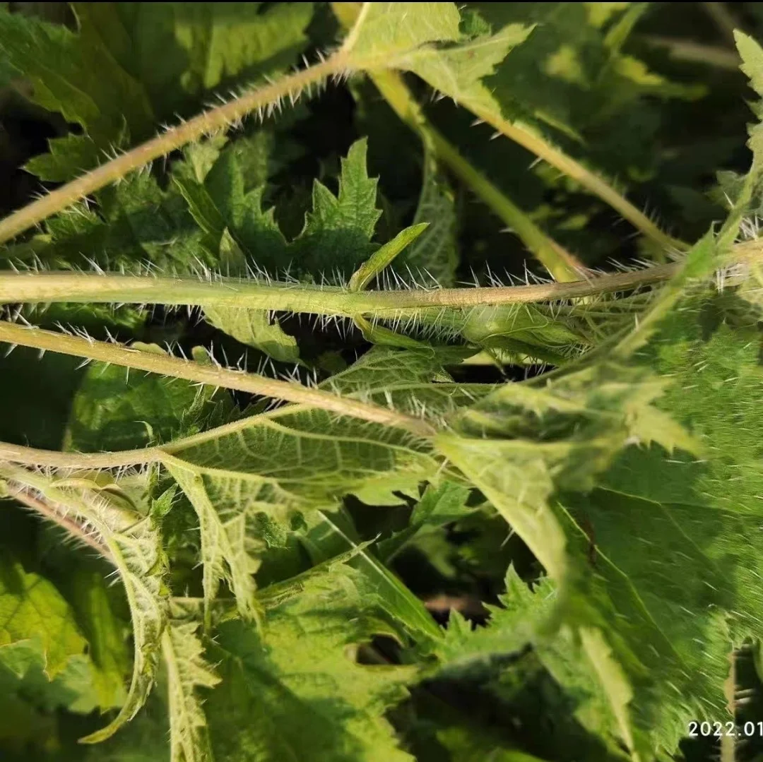KAIYANGE натуральный сушеный фрагмент крапивы листья Urtica fissa E. Pritz травяной чай оптом лучшая ботаническая трава