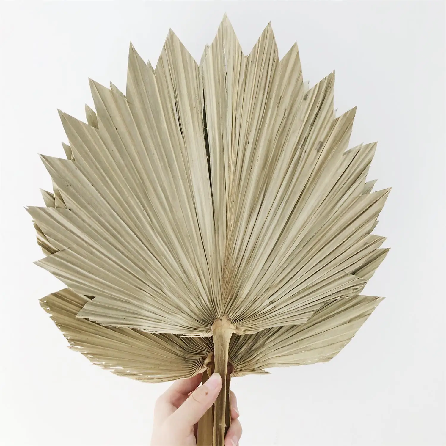 Chinese supplier new products Dried Palm Leaf Dry Leaves for wedding decor
