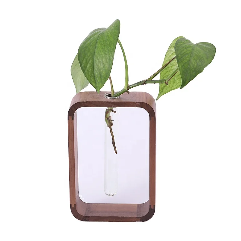 Walnut wood fashionable living room, transparent glass, green pineapple plant hydroponic planter, tabletop decoration