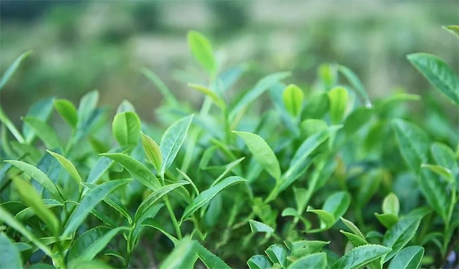 Fujian Anxi Ti Kuan Yin Tie Guan oolong tea Quan loose leaves