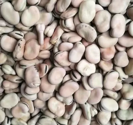 
Chinese new crop broad beans 
