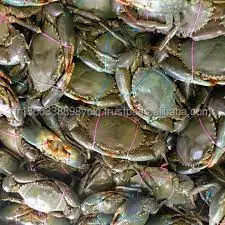 Frozen Madagascar Raw Whole Mud Crab (200-300g)