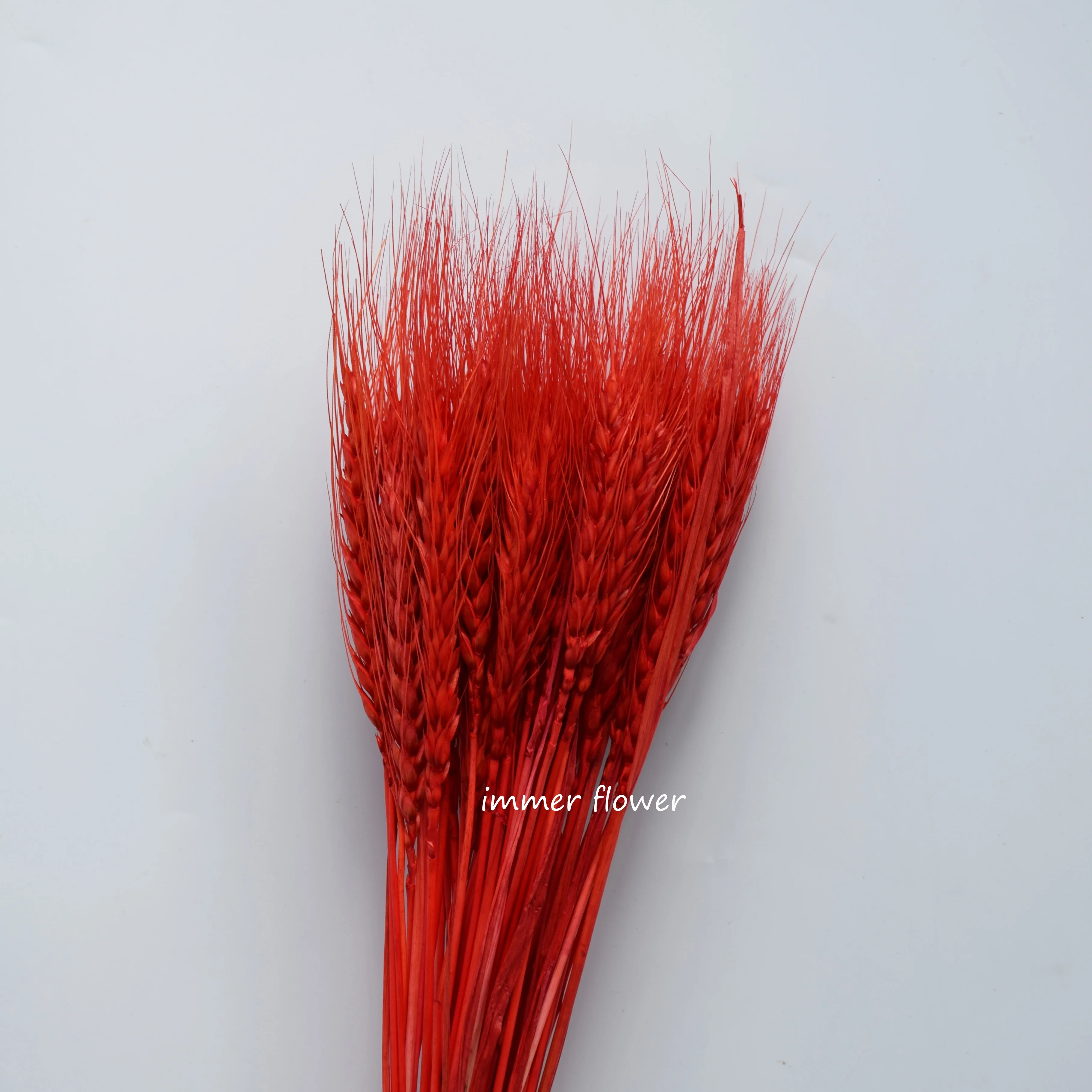 Dried Flower Dry Wheat China Supplier