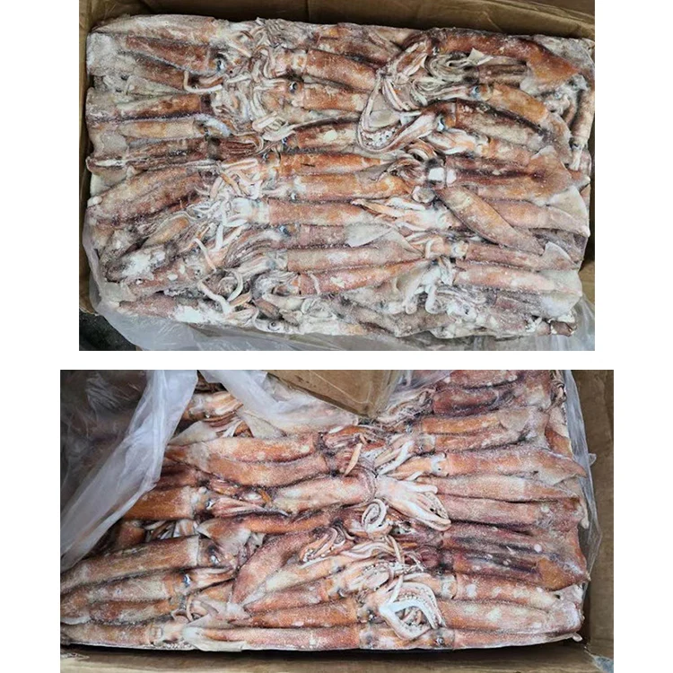 SANFENG SEAFOOD Best Price Whole Round Frozen Africa Squid