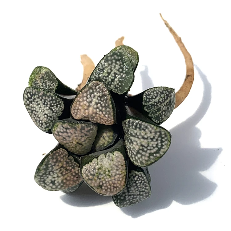 
Low Price Large Quantity For Office Haworthia Retusae Groenwaldii 