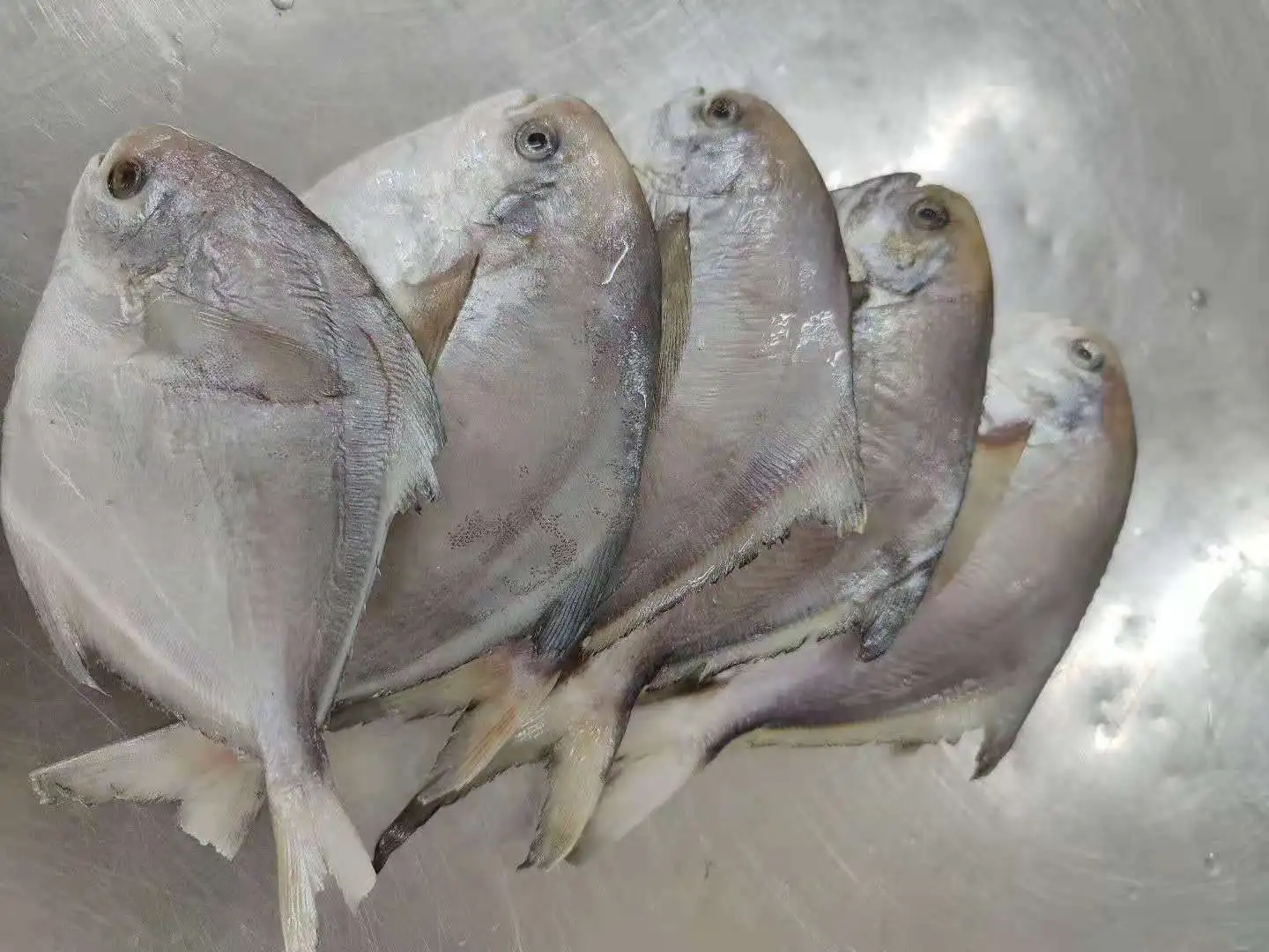 White Pomfret Golden Pomfret Good Quality Farming Fish FROZEN Water Preserved with 24 Months Shelf Life 10 Kg IQF Frozen