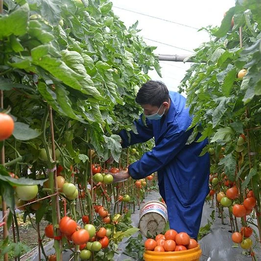 PO /PE  Plastic 150/200 Micron Film Single Span Film Tunnel Solar Greenhouse For Tomato and Cucumber
