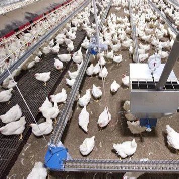 Automatic chain feeding system for breeder/laying hen
