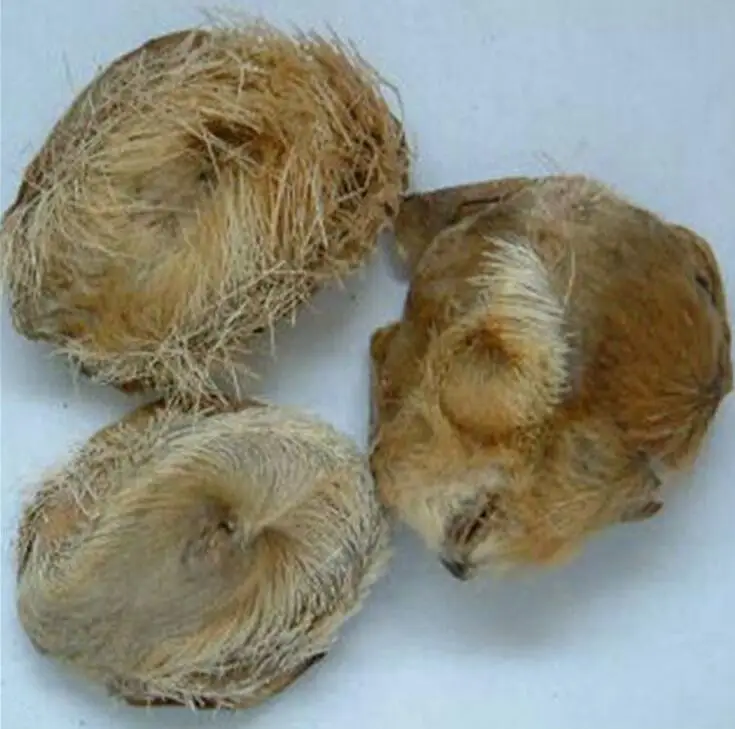 Food flavoring fish bait musk Aroma pure musk essence oil High concentration Musk  flavor