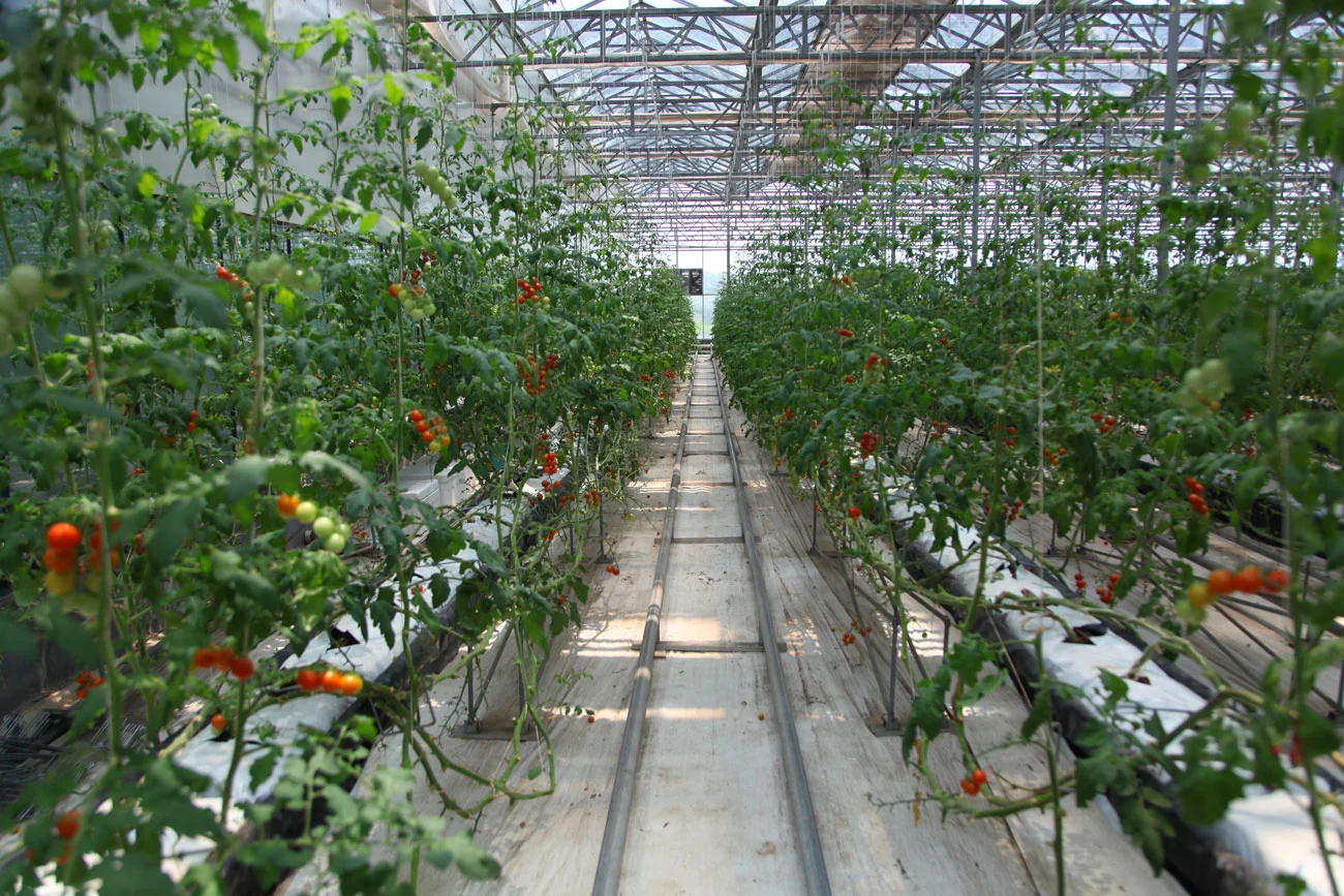 Polycarbonate gutter connected  tomato greenhouse philippines