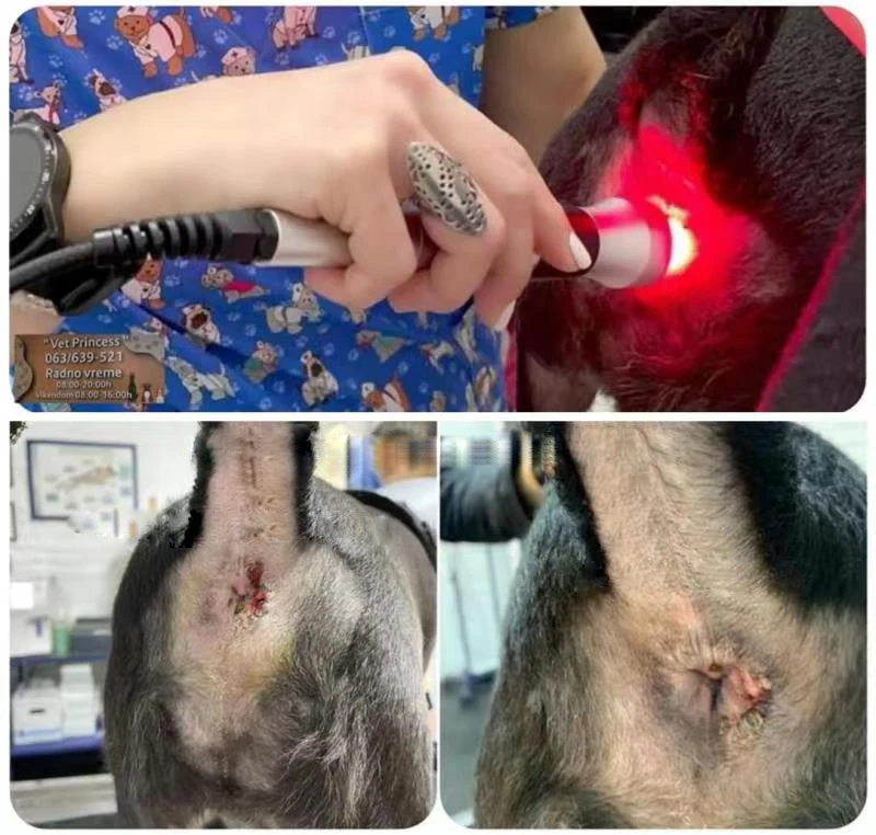 Veterinary Laser Class 4 30w Physiotherapy Equipement 980nm Diode Lazer Surgical