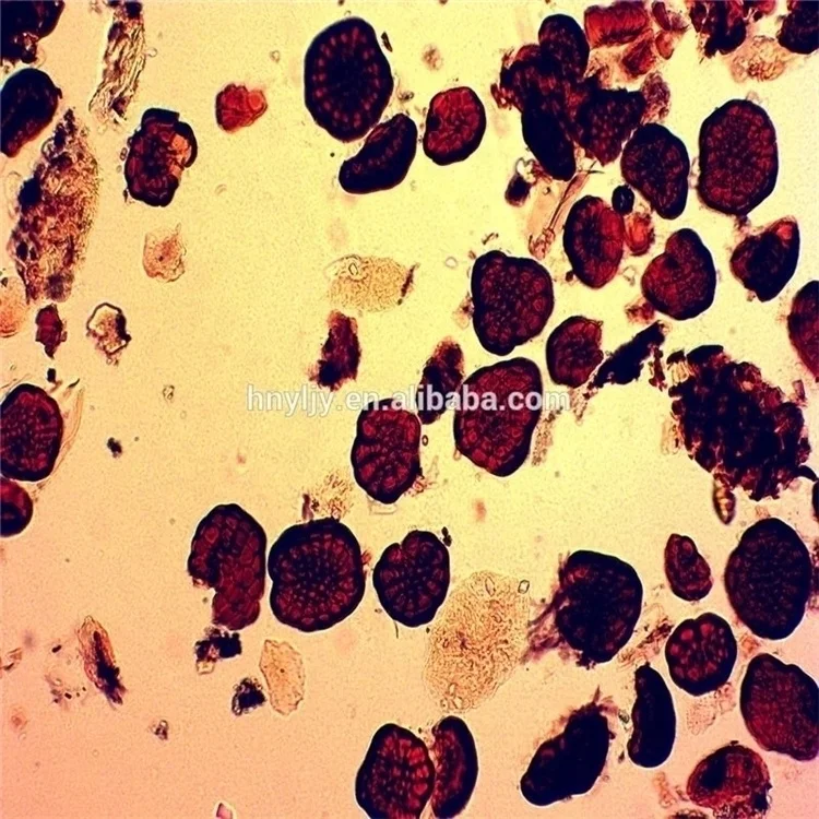 Factory Biology High Quality and Best Price Office & School Supplies Histology and Pathology Tissue Microscope Prepared Slides