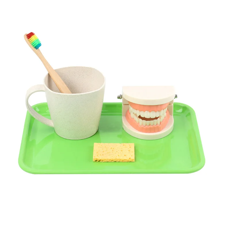 Brushing And Washing Suit Early Education Educational Toys Denture Model Cognitive Teeth Tooth Cognition Model Teaching Children