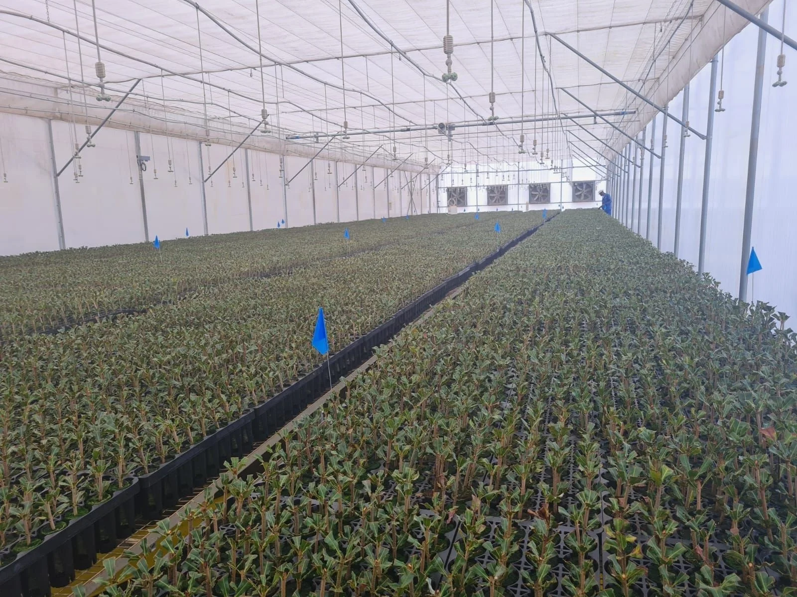 Hydroponic system Plant growth system Agricultural irrigation greenhouse