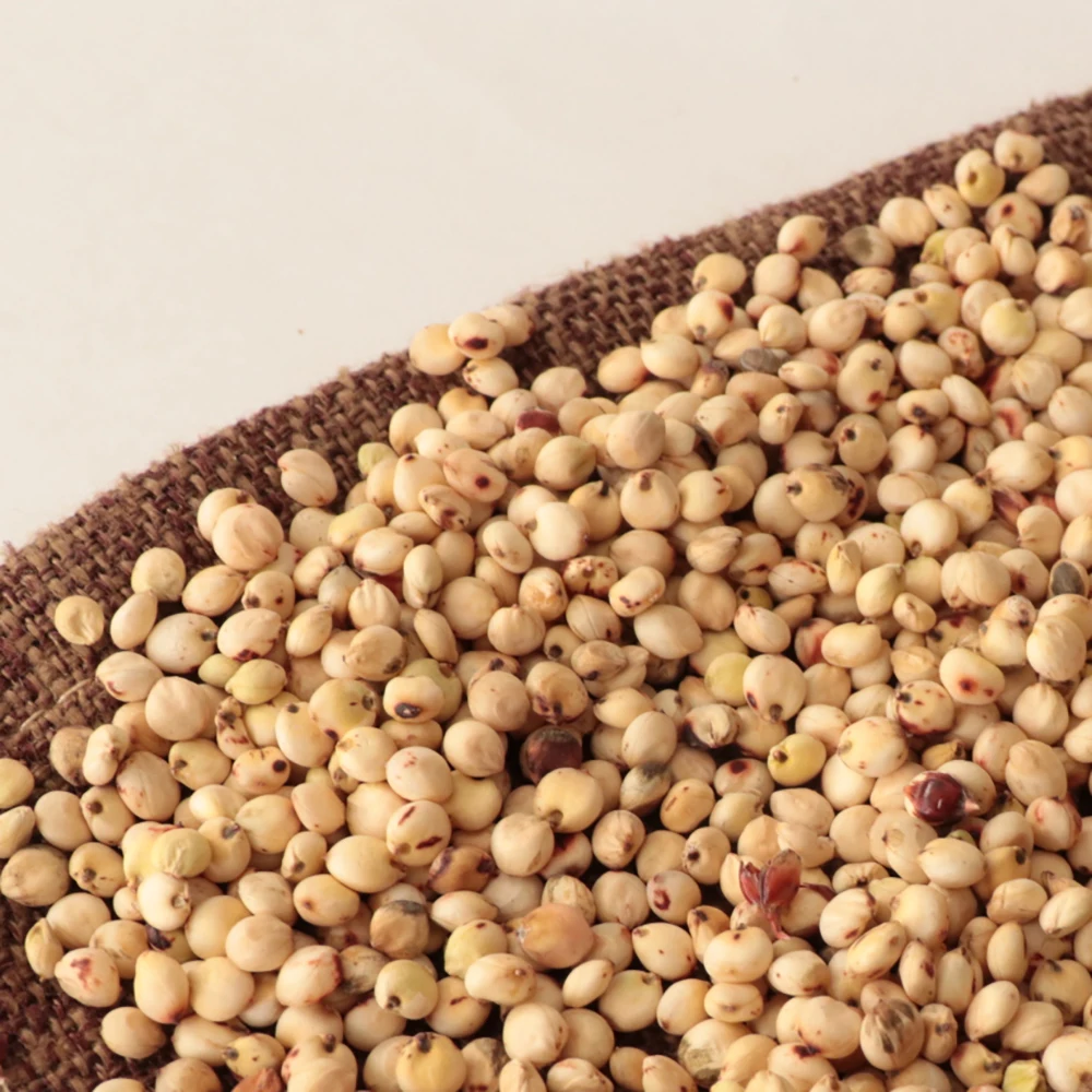 Bulk Kaoliang Organic White Sorghum Grains