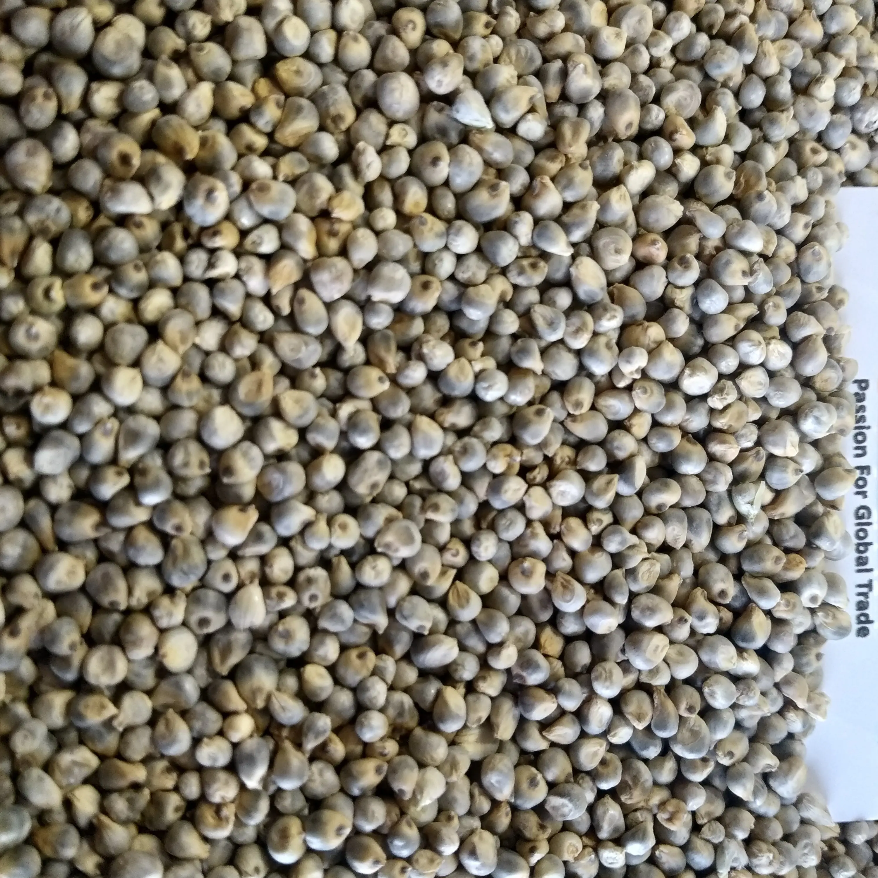 Green Millet Grains for Making High Energy Food