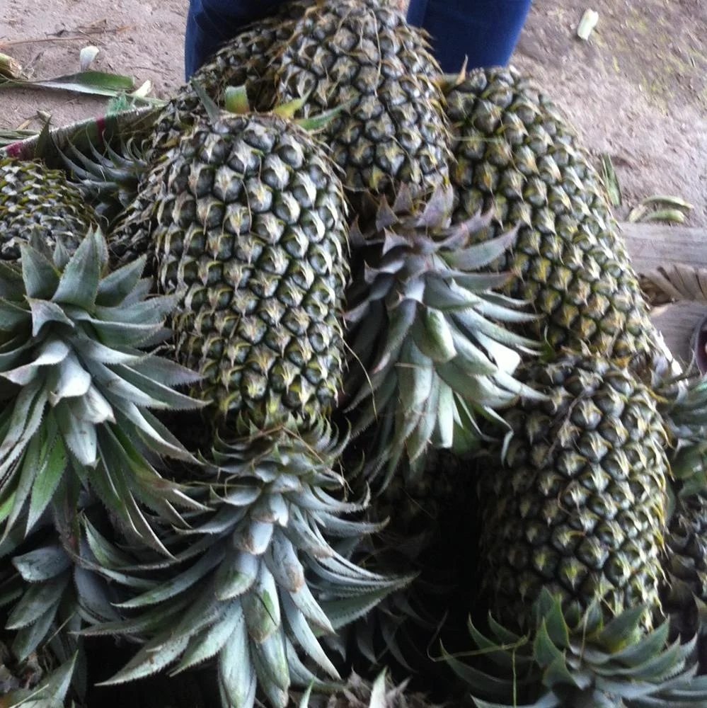 
Queen variety Fresh Pineapple 