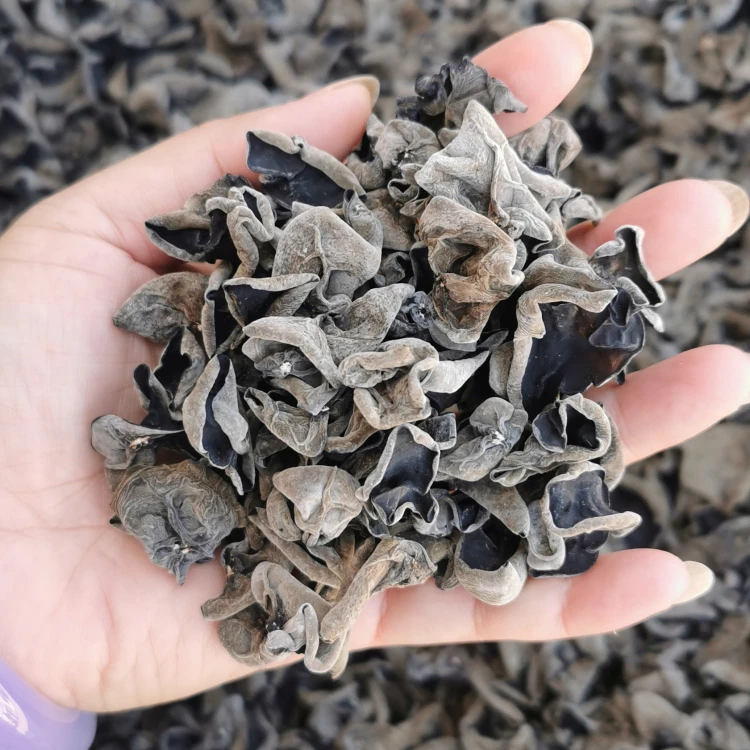 
Natural Product Black Edible Fine Cut Dried Black Fungus Mushroom for Cooking Dried Shiitake Mushroom Grown on Basswood 