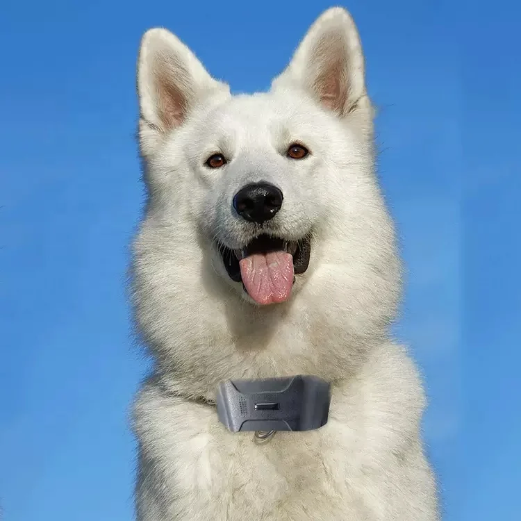 Водонепроницаемый GPS-трекер для собак 4G, персональный пульсометр, устройство для дрессировки собак, товары для домашних животных