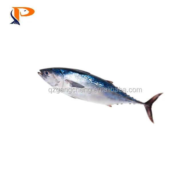 
100% N.W. 750g+ Yellowfin Frozen Sea Food with competitive price 