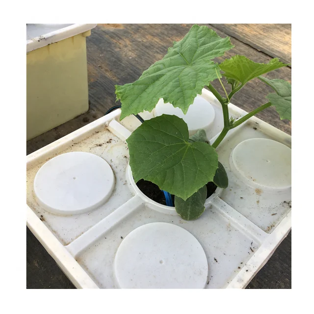 Chinese Greenhouse with Greenhouse Cooling System and Dutch Bucket