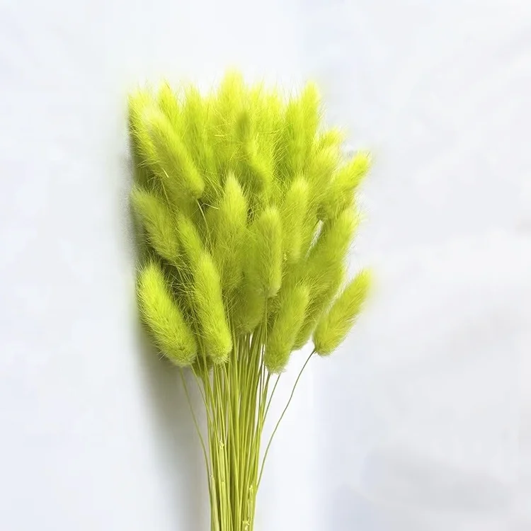 Wholesale dried flowers bunny tail grass dried flowers wholesale dried flowers for resin