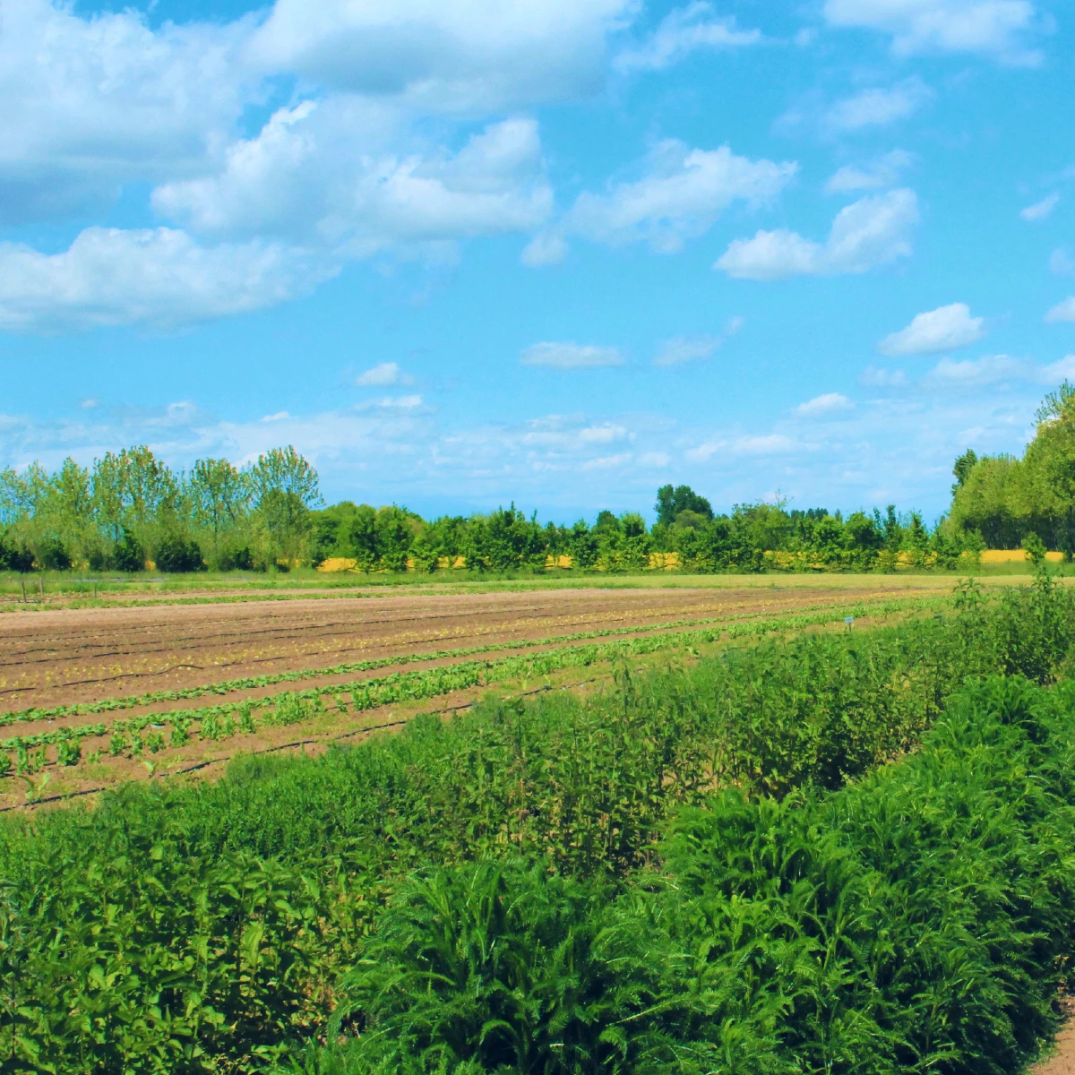 Organic dried herbs FENNEL SEEDS dehydrated herb spice seasoning condiment Made in Italy