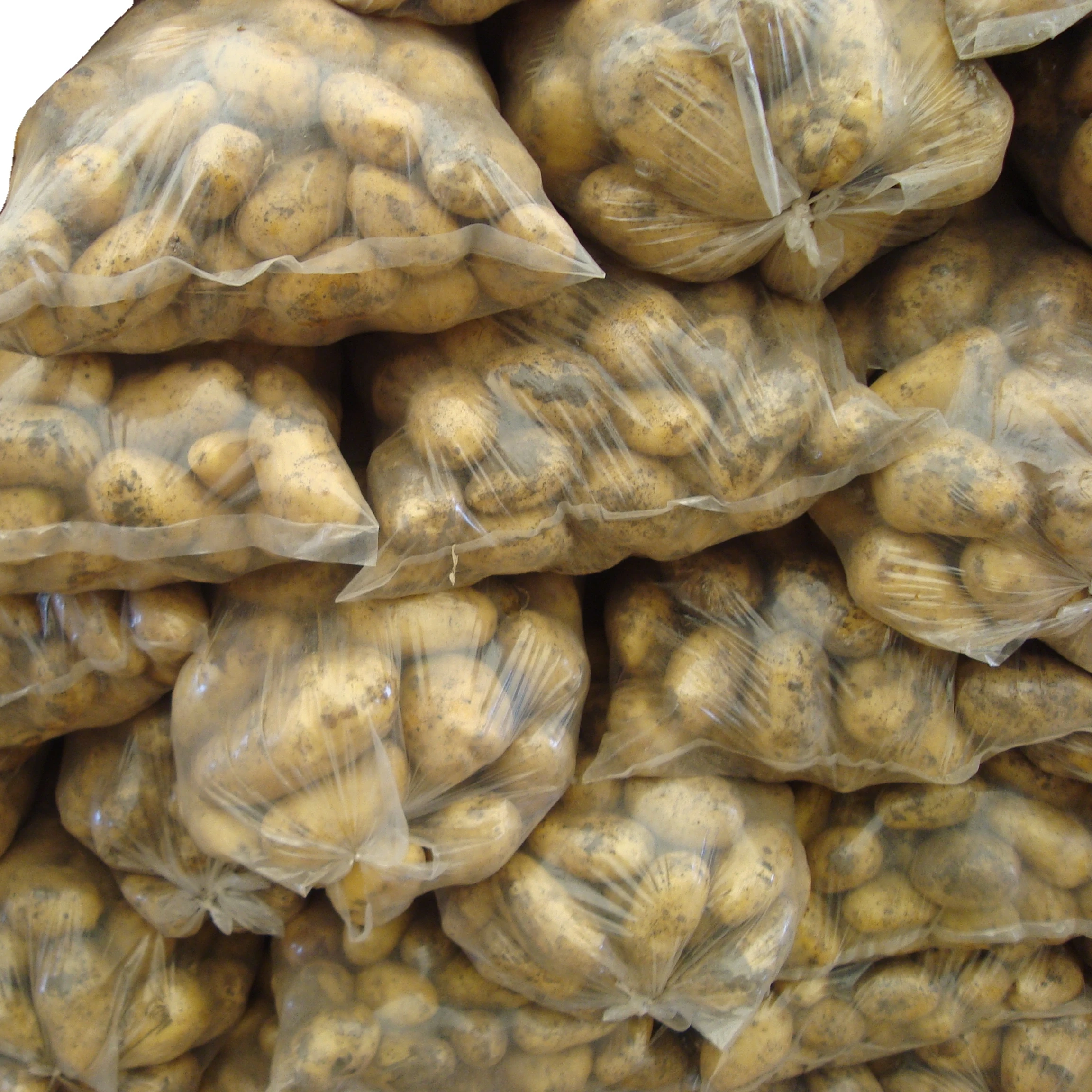 fresh potato 2023 new crop for southeast asia middle east africa etc