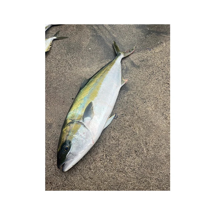 Aquaculture manufacture air freight contain Japanese seafood home package