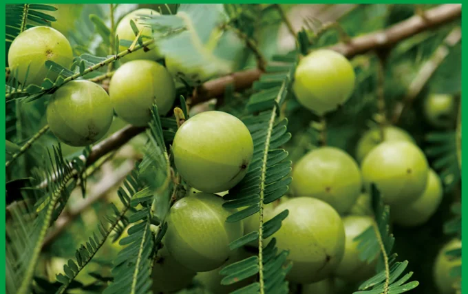 Заводская поставка чистый эмбловый лифритюрный концентрат жидкий фруктовый ароматизатор оливковый экстракт Филлантус эмблика