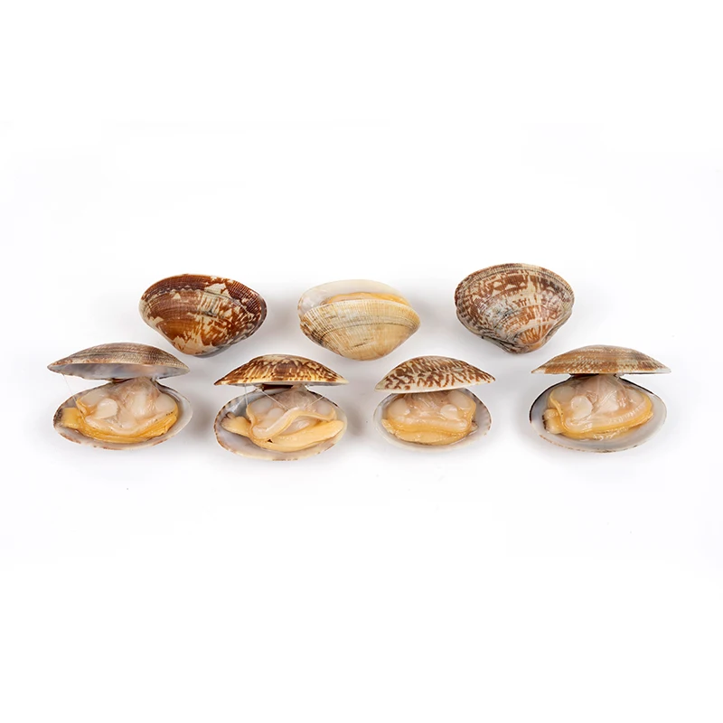 Professional production and processing of high quality variegated clams and other aquatic products