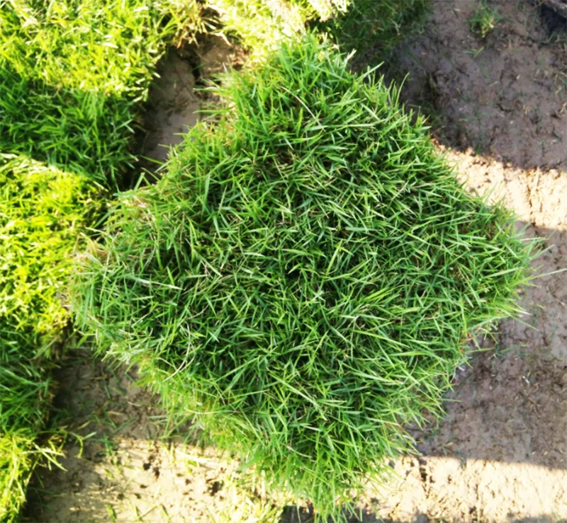 Good quality zoysia manila grass seeds easily growing and planting