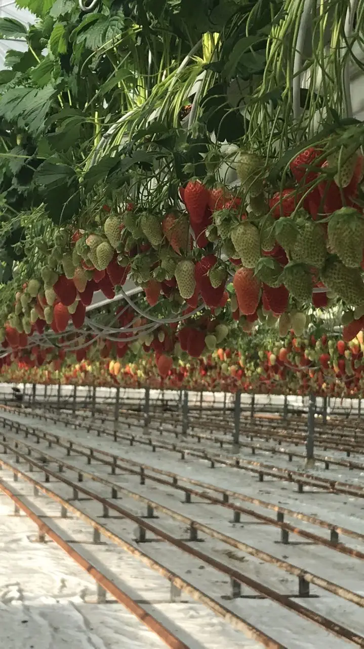 Berries Grow Without Soil Hydroponic Strawberries Farming Best Cultivation System