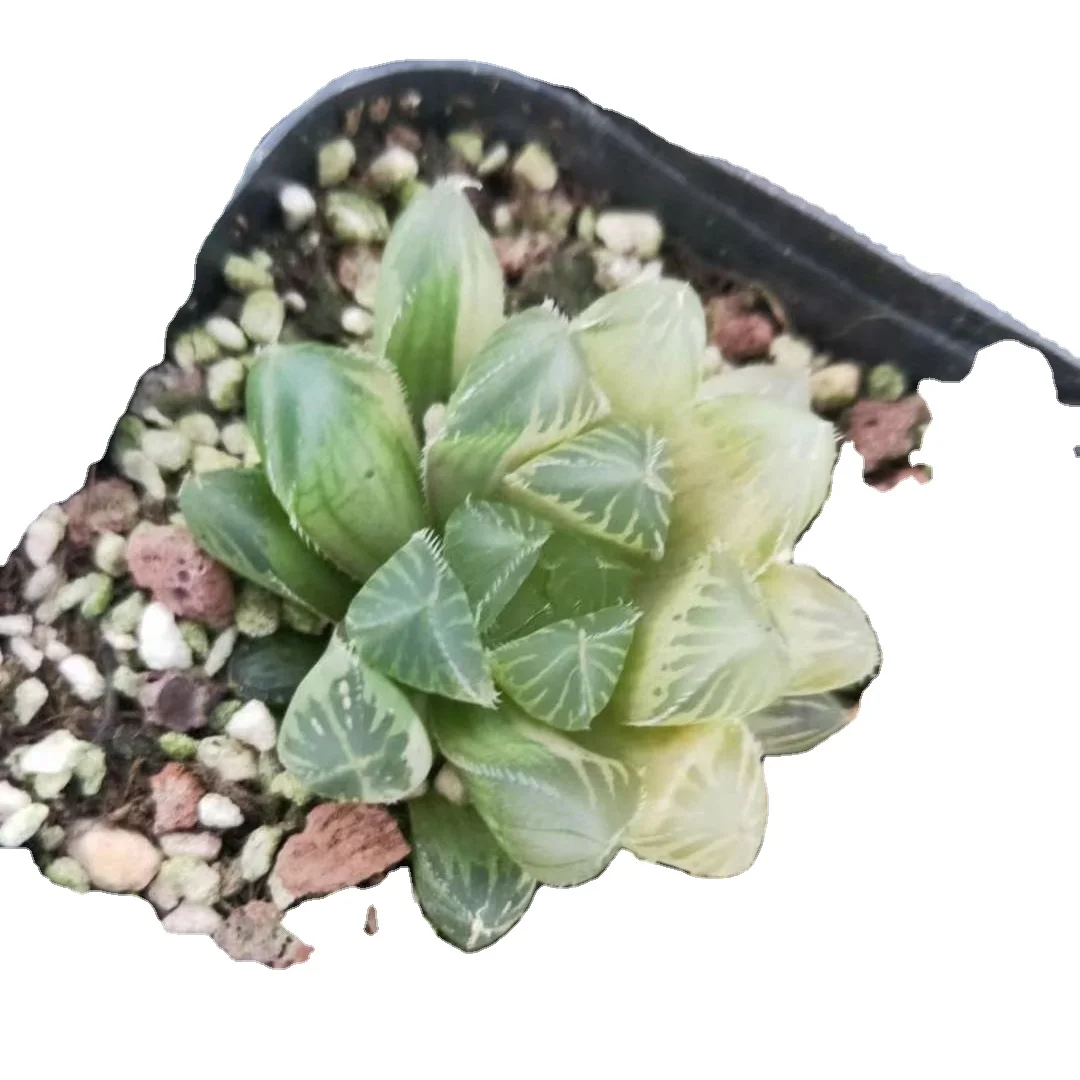 3-5cm Plant haworthia cooperivar.venusta Decor for Nursery Real  Indoor Outdoor Plants