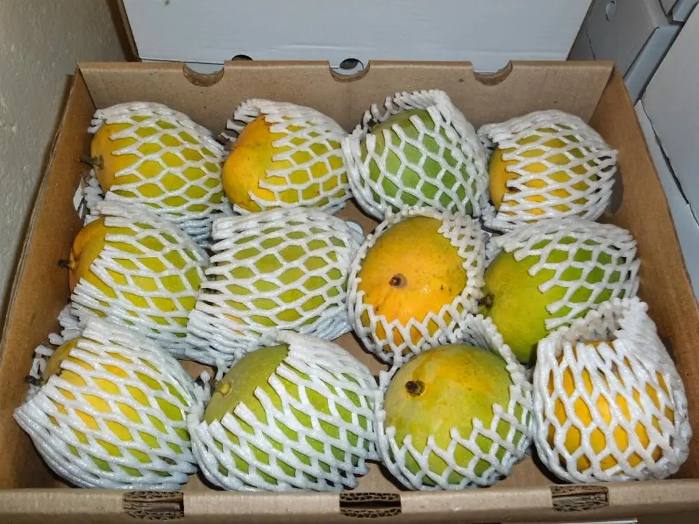 
china mango production in india 