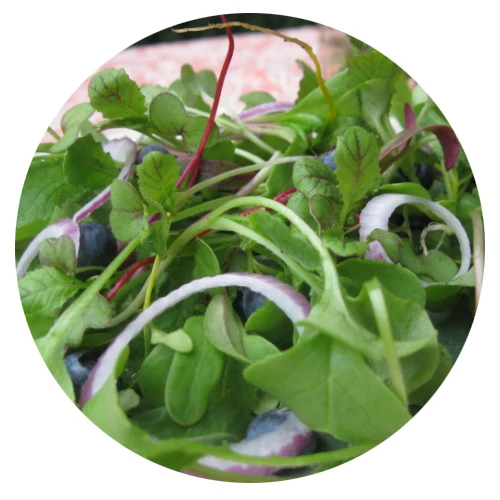 
 2020 оптовая торговля семена Профессия высокое качество микрозеленый Одуванчик микро семена зелени  