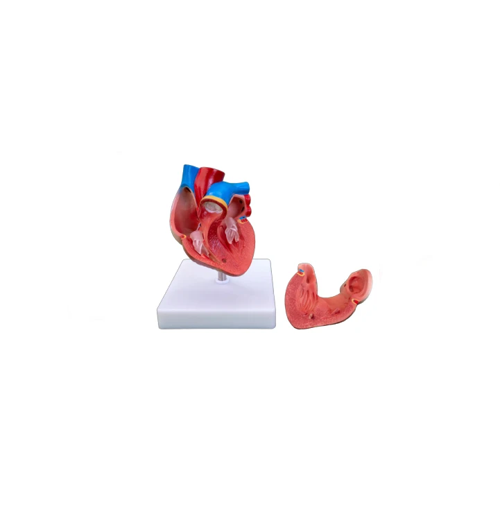 
PVC Life-Size Heart Anatomical Model for Medical Science Teaching 