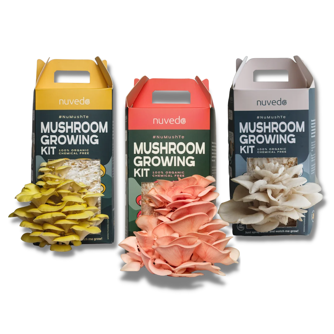 Тропический трио устричный розовый гриб внутри набор для выращивания растений домашнее садовое