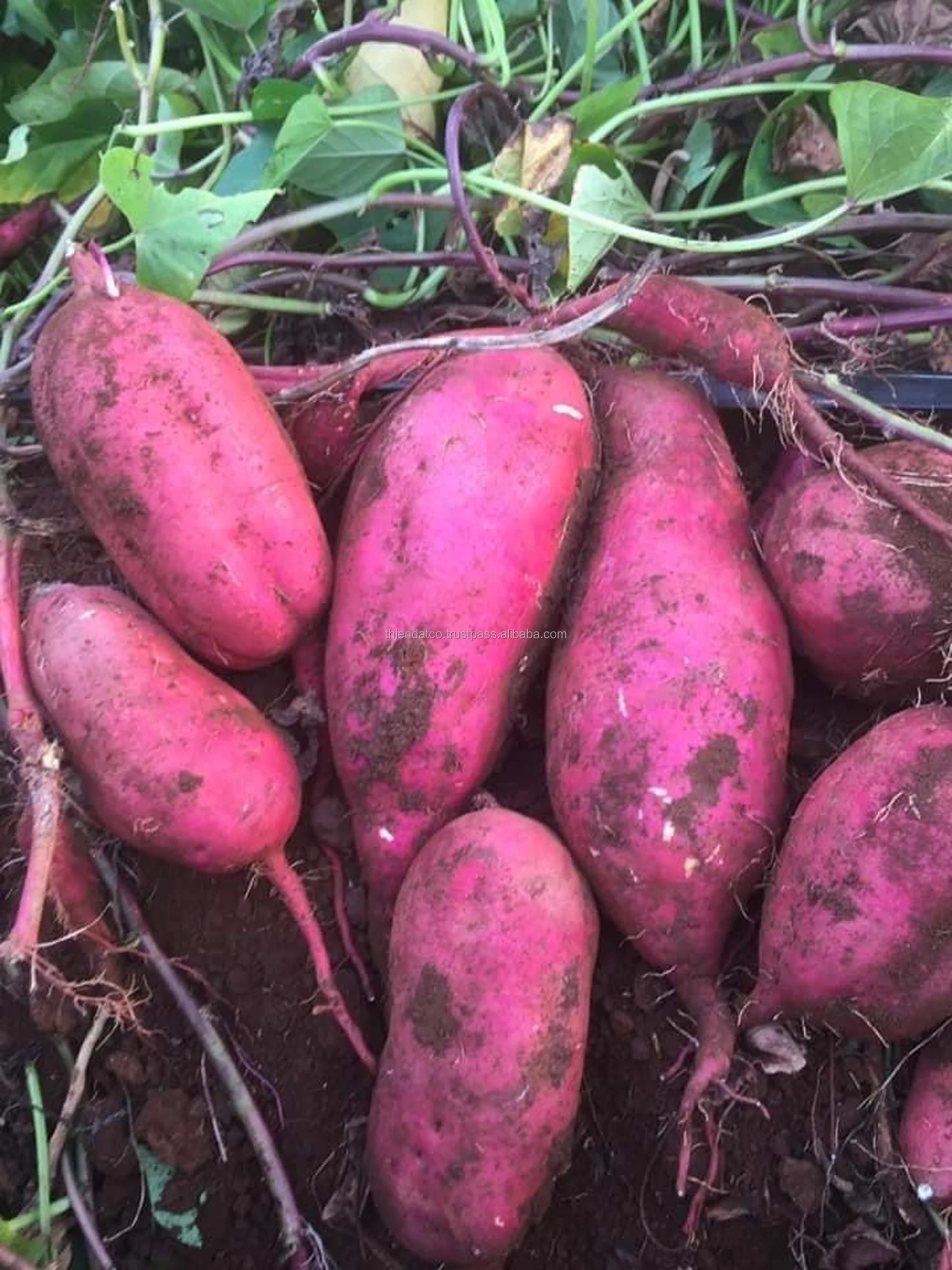 
HIGH QUALITY FRESH SWEET POTATO VIETNAM 