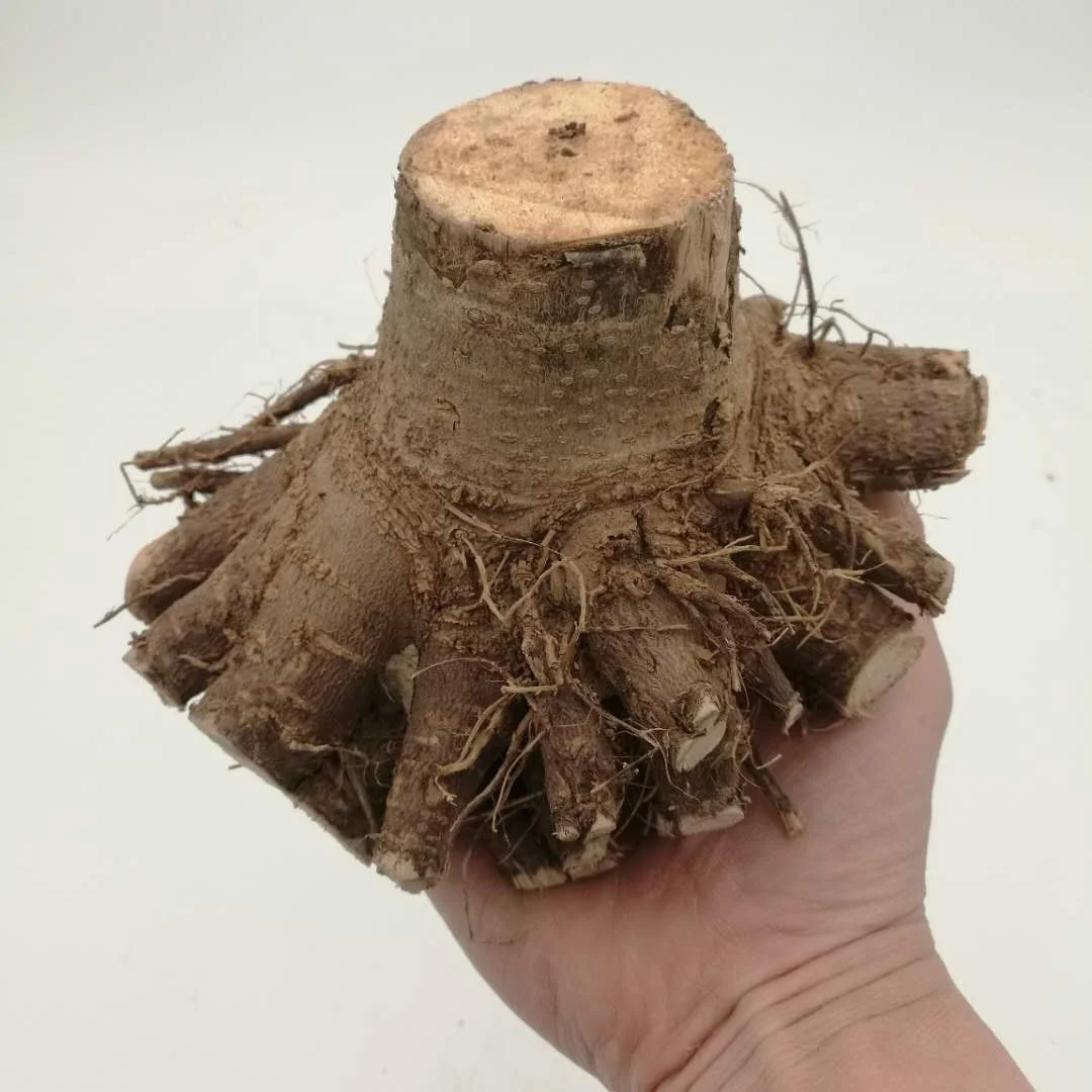 new fresh fast growth 99% survive paulownia fortunei x toemntosa 2-3years stump with quarantine certificate