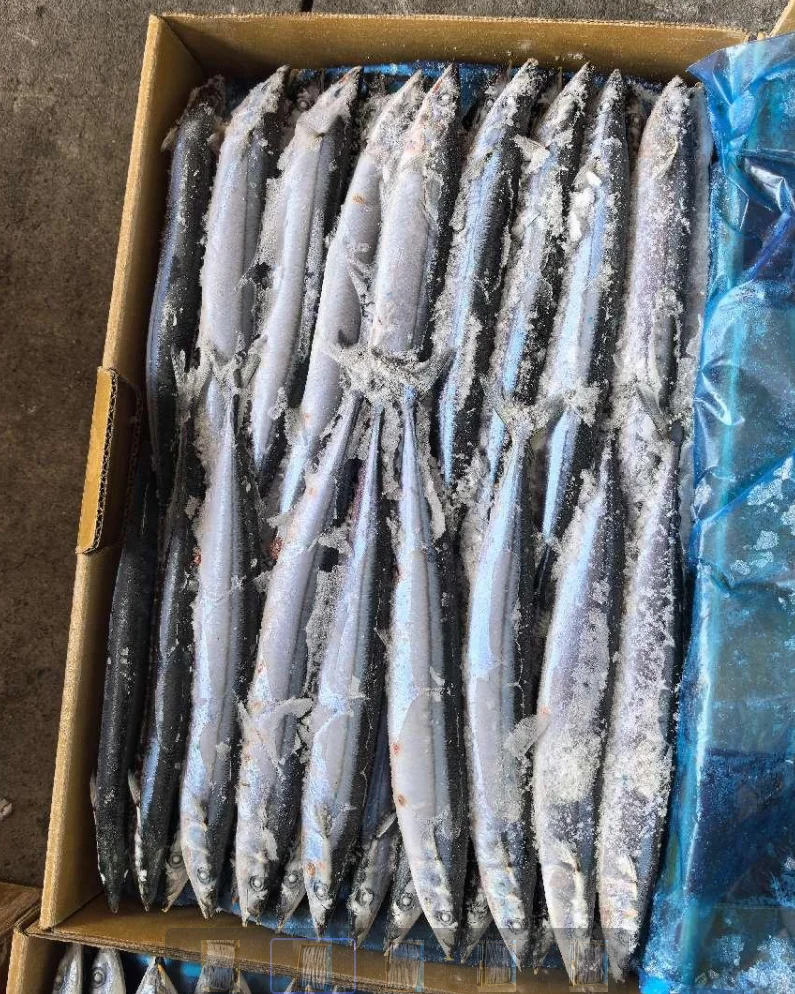 Factory Price Frozen Pacific Saury Fish Various Size Cololabis Saira