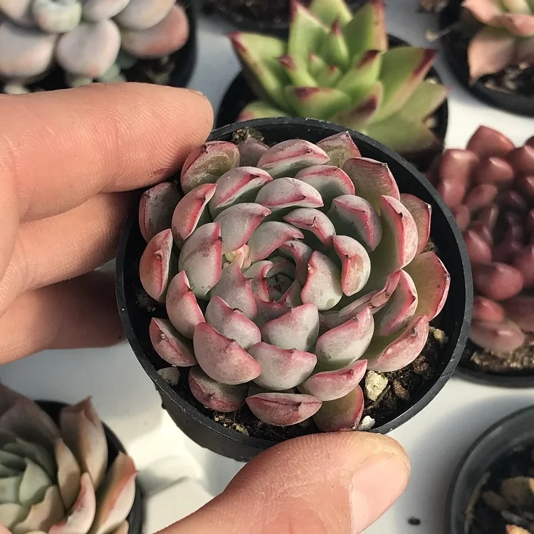 
live plants set natural plants and succulents plants sale 