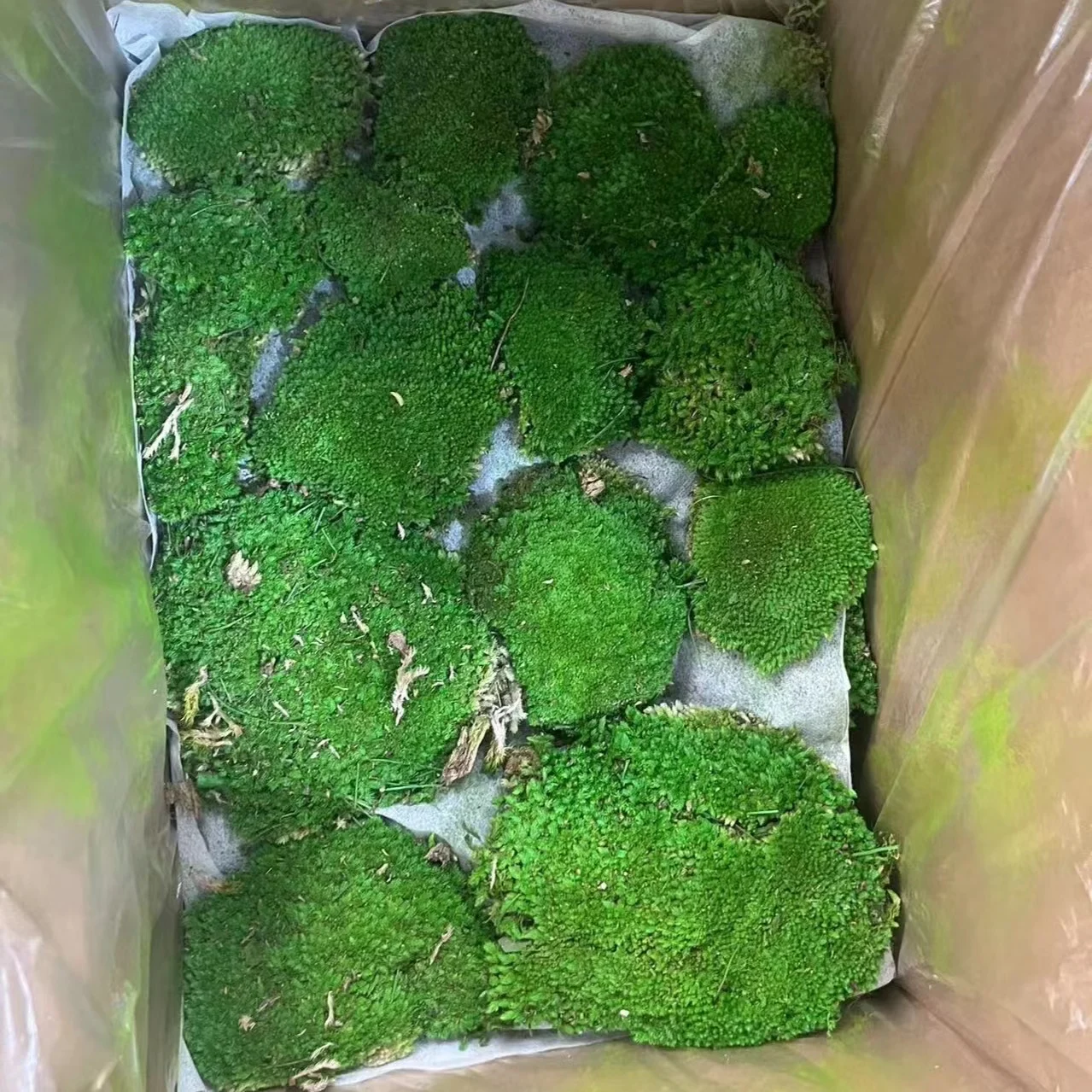 Wholesale natural Preserved reindeer Moss Produced  dry bun Moss Decorating Walls