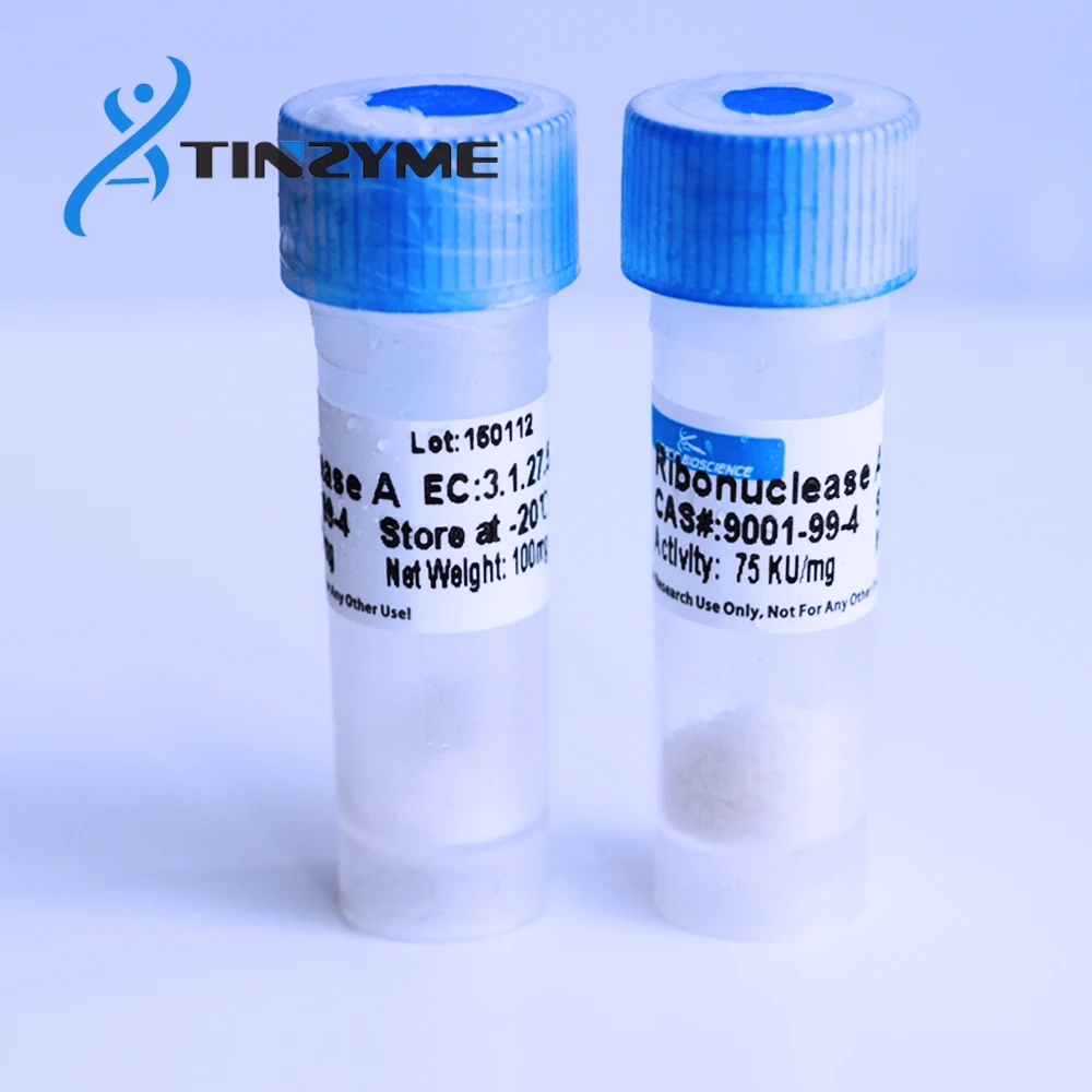
RNase A , Ribonuclease A RNase I lyophilized,DNAse free 