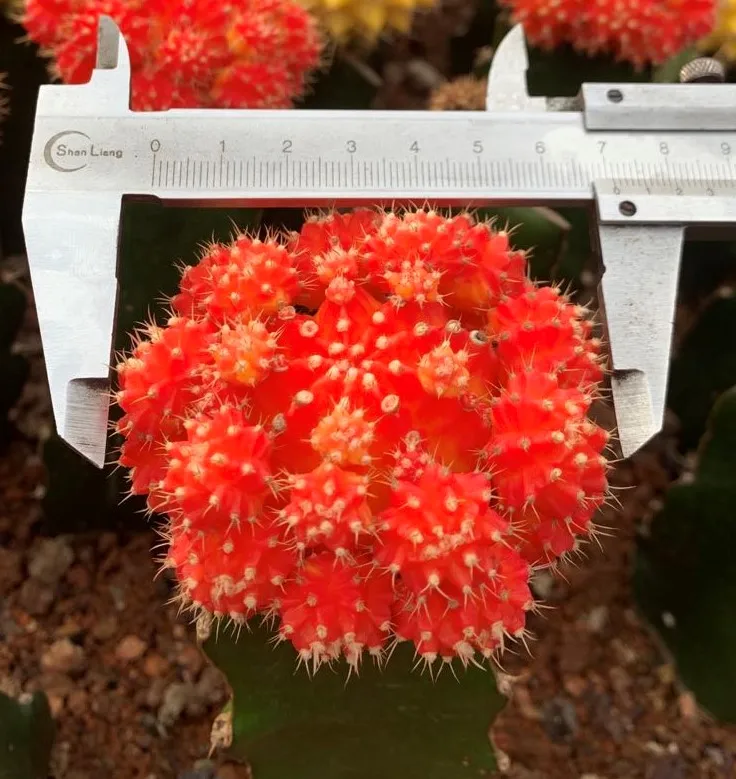 
Guaranteed quality beautiful real plant gymnocalycium mihanovichii cactus for indoor or outdoor 