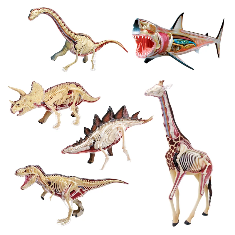 Custom Realistic Animal Bone Structure Biology Educational Model Animal Organ Anatomy Model Medical Science Teaching Equipment