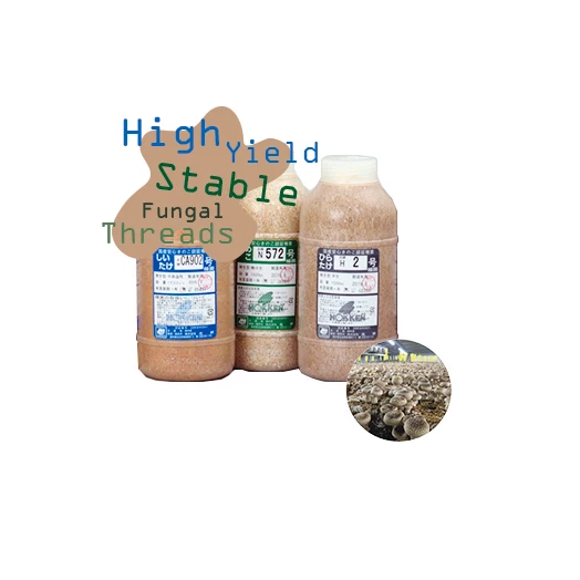 
Inoculum for shiitake mushroom seed cultivation made in Japan 